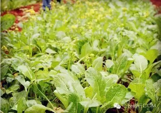 南宁西乡塘区周边农家乐大全,南宁陈家大院农家乐大全