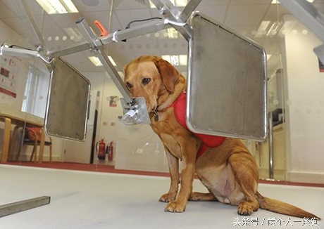 有特异功能的拉布拉多,拉布拉多怎么判断癌症