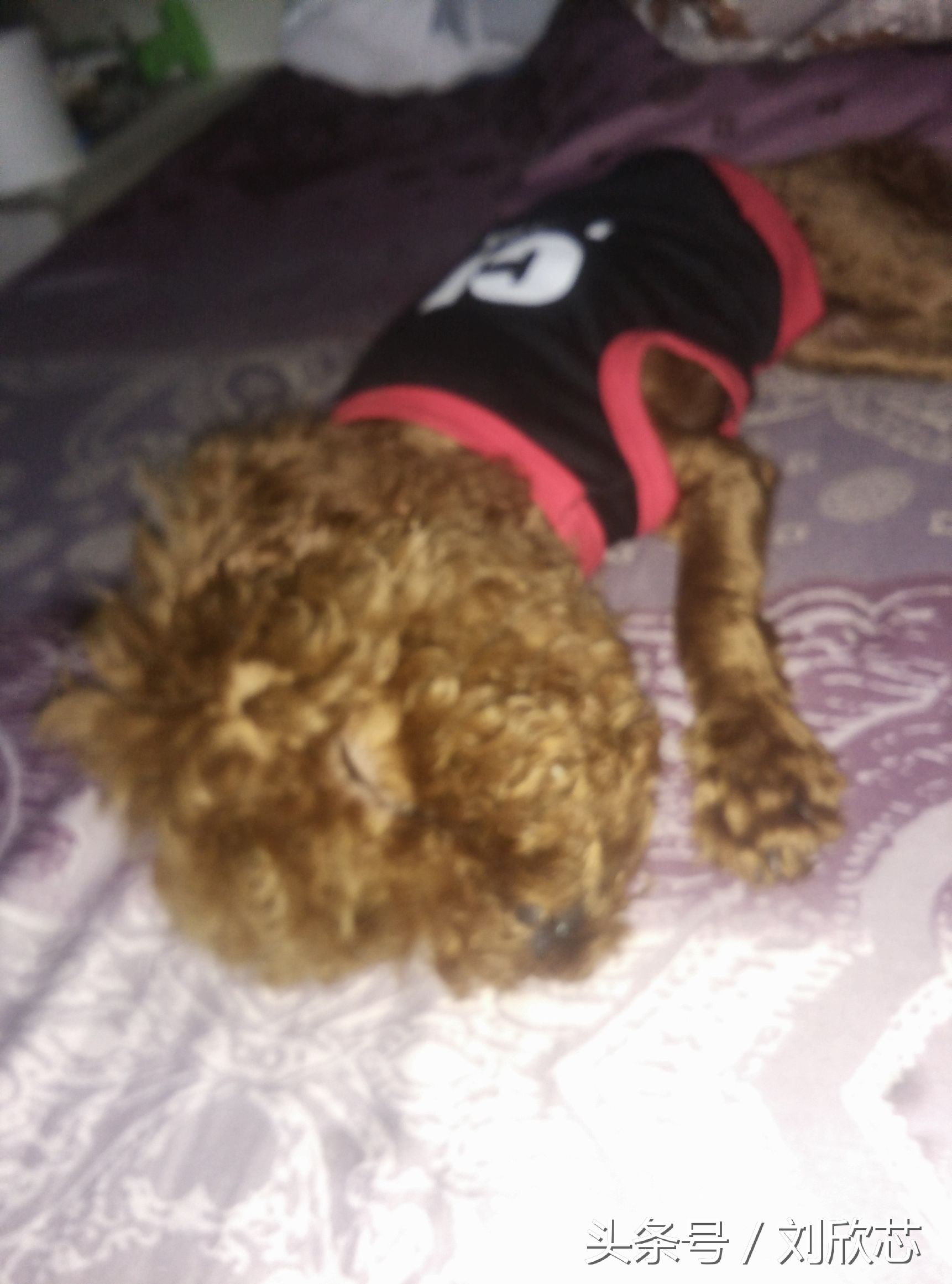 泰迪性格文静,怎么把泰迪训温顺