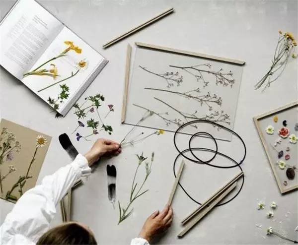 植物标本怎么装饰墙面 (植物标本室内装修挂件)