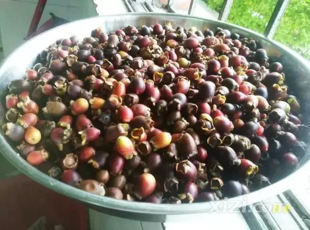 泡稔子酒的全过程,又到三华李熟时