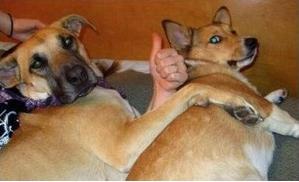 爱狗人与打狗队发生打架,爱狗与虐狗