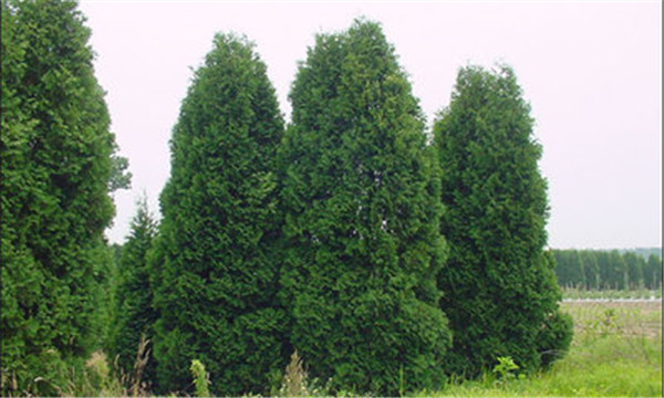 凉血止血药主要用于血热,凉血止血的中药有副作用吗