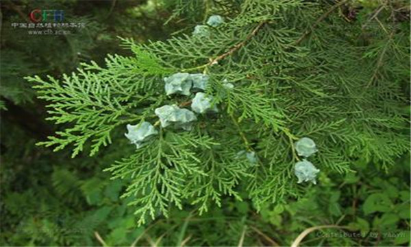 凉血止血药主要用于血热,凉血止血的中药有副作用吗