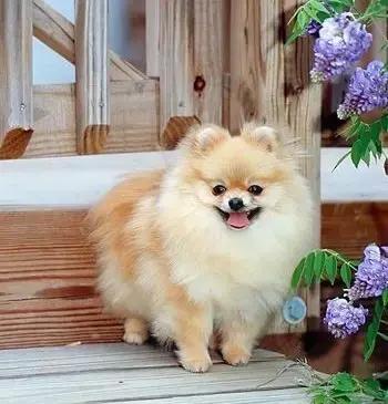 博美犬傲娇,公开课小狐狸请客