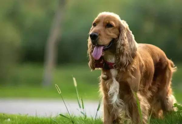 各种狗的身价排行榜,宠物狗什么狗最便宜还好看