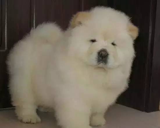 各种狗的身价排行榜,宠物狗什么狗最便宜还好看