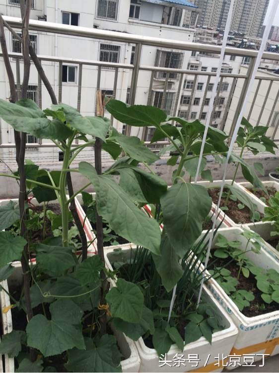 楼顶用瓷砖建菜池步骤,楼顶种菜池