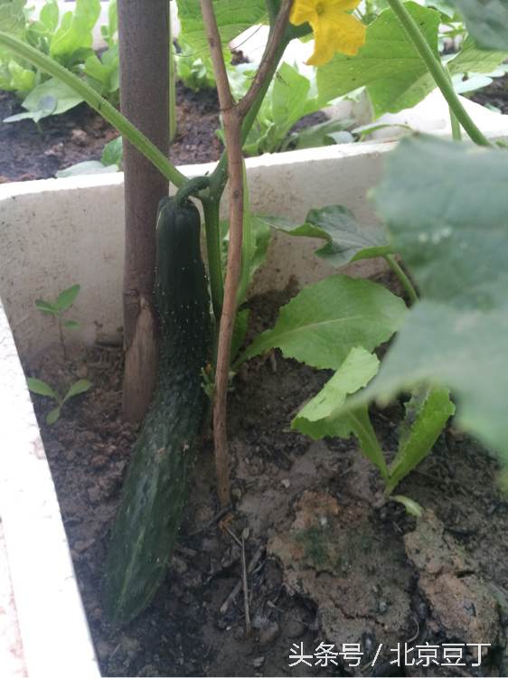 楼顶用瓷砖建菜池步骤,楼顶种菜池