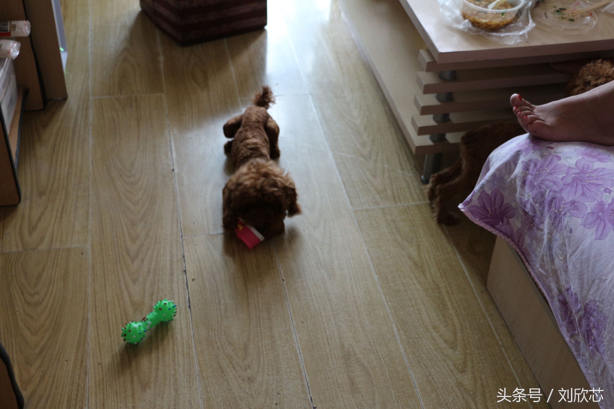 泰迪性格文静,怎么把泰迪训温顺