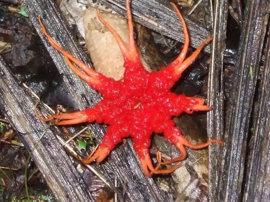 老中医蜂蜜系列,老中医秘制蜂蜜