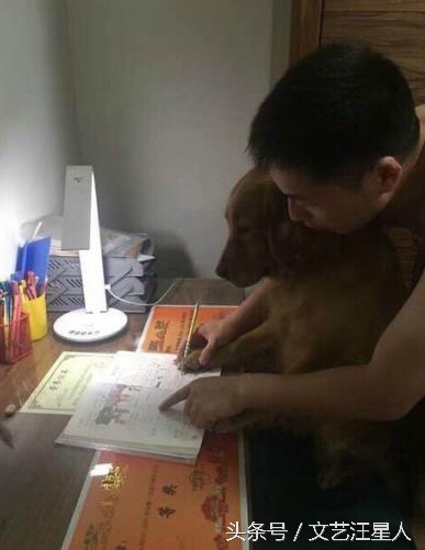 金毛穿丝袜,金毛被裹脚