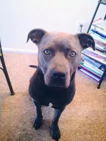 比特犬可爱的一面,比特犬没想象中的可怕