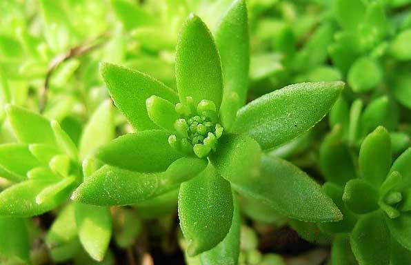 这种野草居然是肝病良药,这种草居然能治病