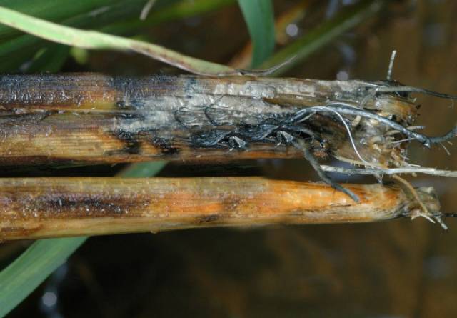 水稻白穗发生原因（完全版）