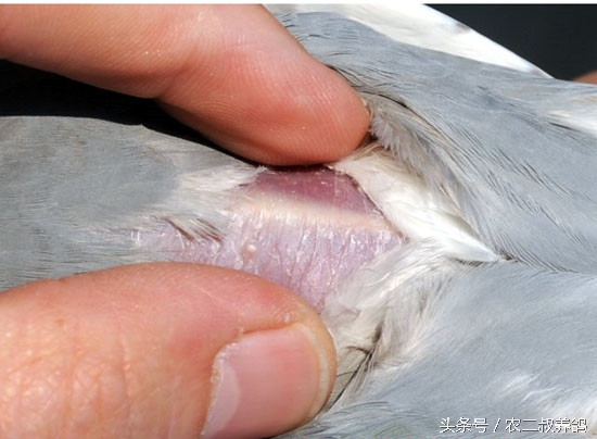 养鸽场怎么预防毛滴虫,养鸽场预防苍蝇妙招