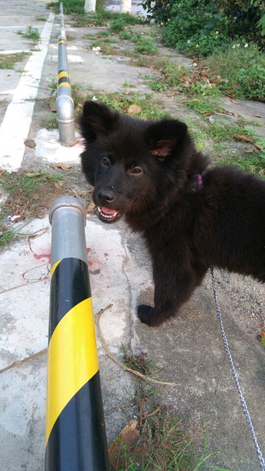 狗狗吃火腿肠包装袋能拉出来吗,狗狗把火腿肠的皮和环吞了怎么办