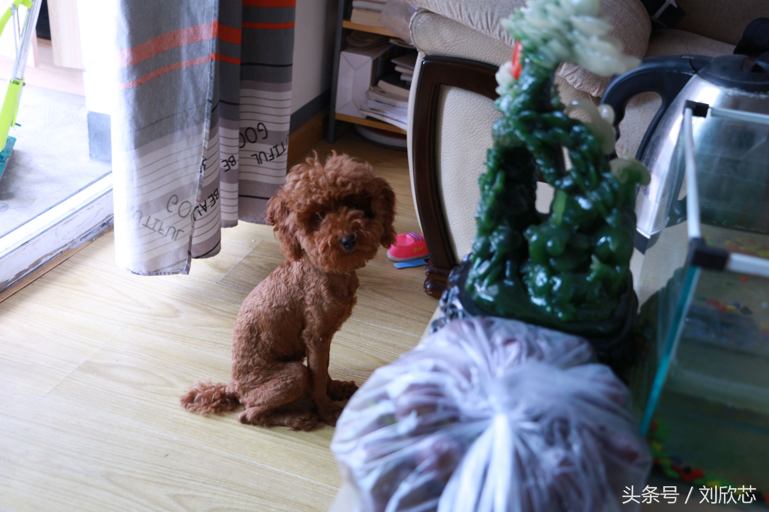 泰迪性格文静,怎么把泰迪训温顺