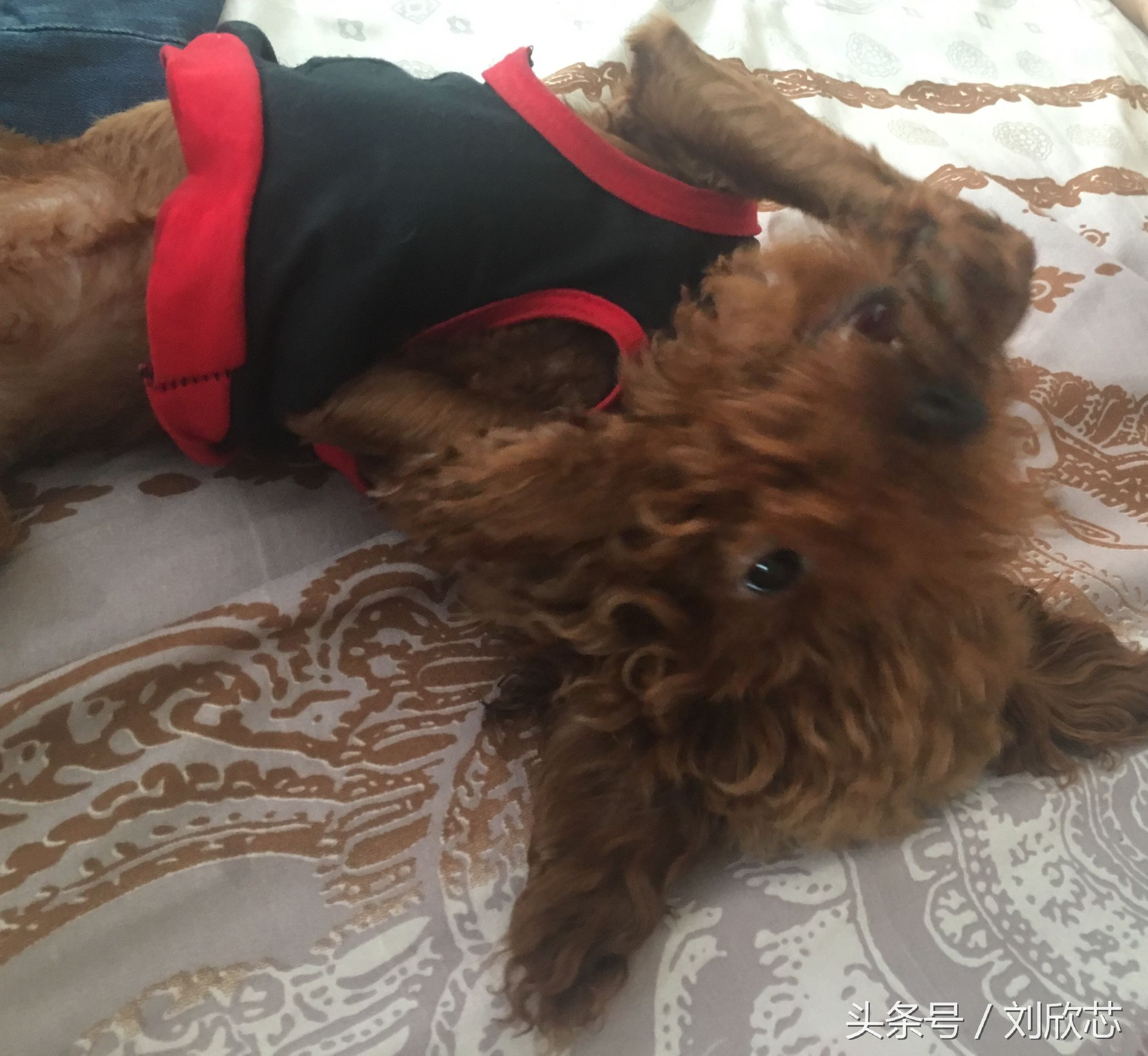 泰迪性格文静,怎么把泰迪训温顺