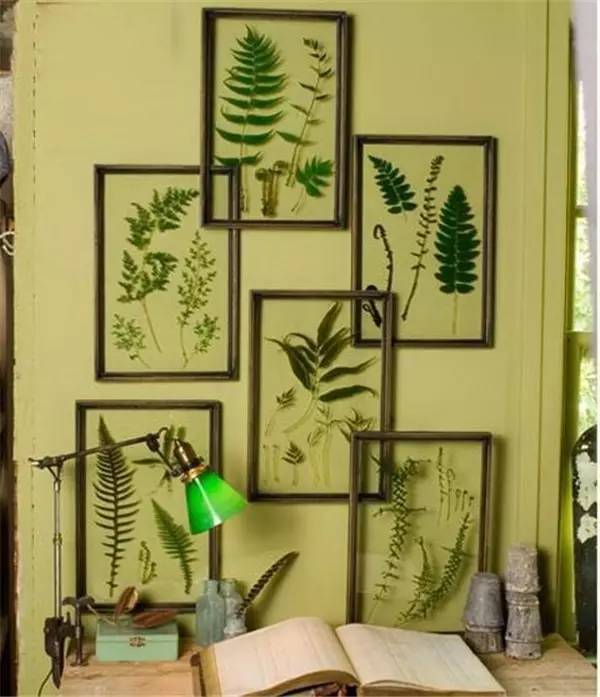 植物标本怎么装饰墙面 (植物标本室内装修挂件)