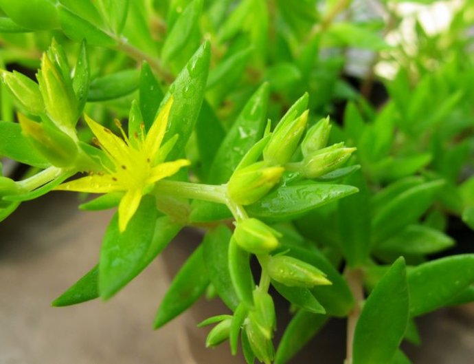 这种野草居然是肝病良药,这种草居然能治病