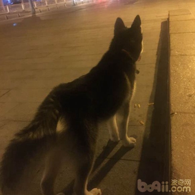 二哈狗爪子被咬了,二哈被小狗咬伤