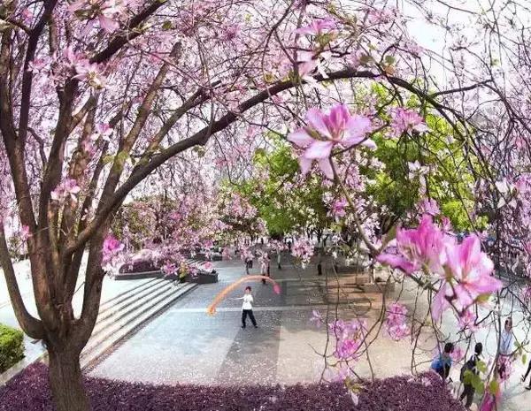 柳州哪个公园有足球场,柳州新建紫荆花公园