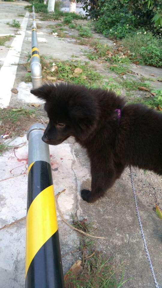 狗狗吃火腿肠包装袋能拉出来吗,狗狗把火腿肠的皮和环吞了怎么办