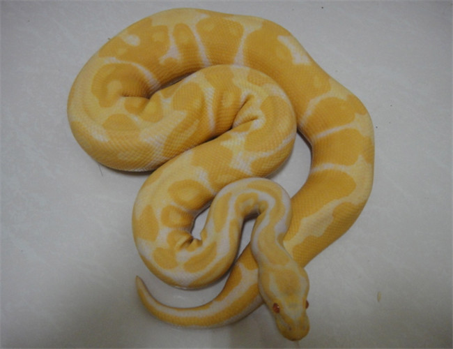 被蟒蛇攻击了怎么办,被蟒蛇盯上了该怎么办