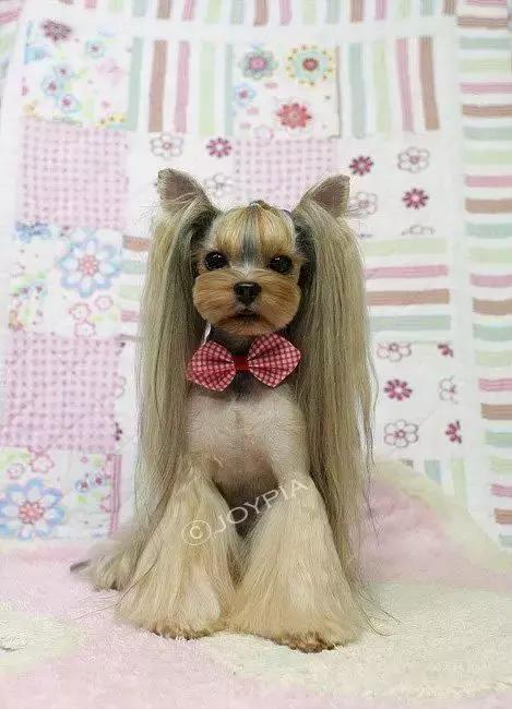 公开课|似梗非梗——约克夏