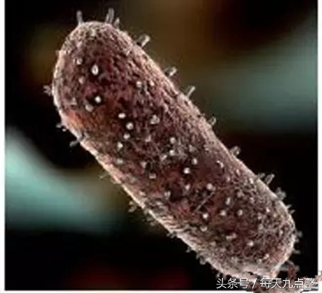 6岁男孩被狗咬13天后发生的事,6岁男孩被狗咬不幸身亡后续