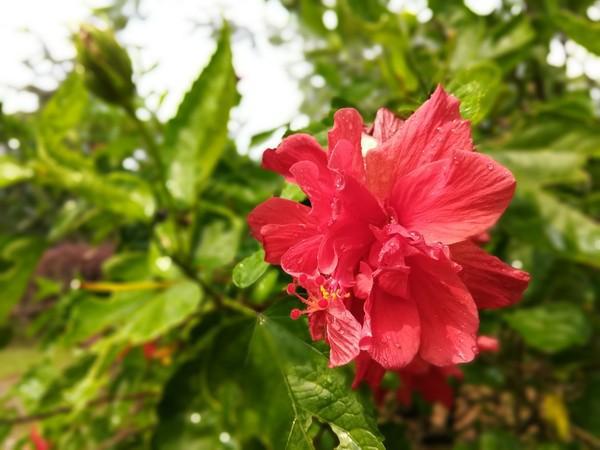 红米Note4遭cool1dual秒杀，千元真双摄才是王道