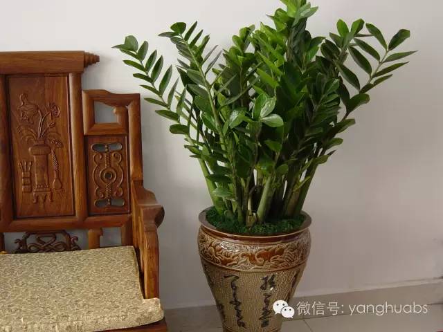 摇钱树都成光杆司令了，还怎么摇钱？