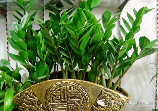 摇钱树都成光杆司令了，还怎么摇钱？