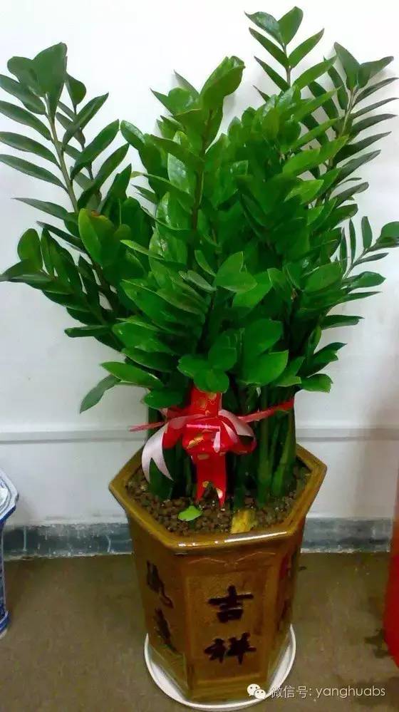 摇钱树都成光杆司令了，还怎么摇钱？