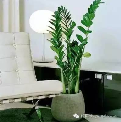 摇钱树都成光杆司令了，还怎么摇钱？