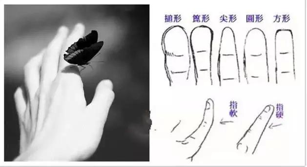 手指高低证明不同的命运,手指代表的命运