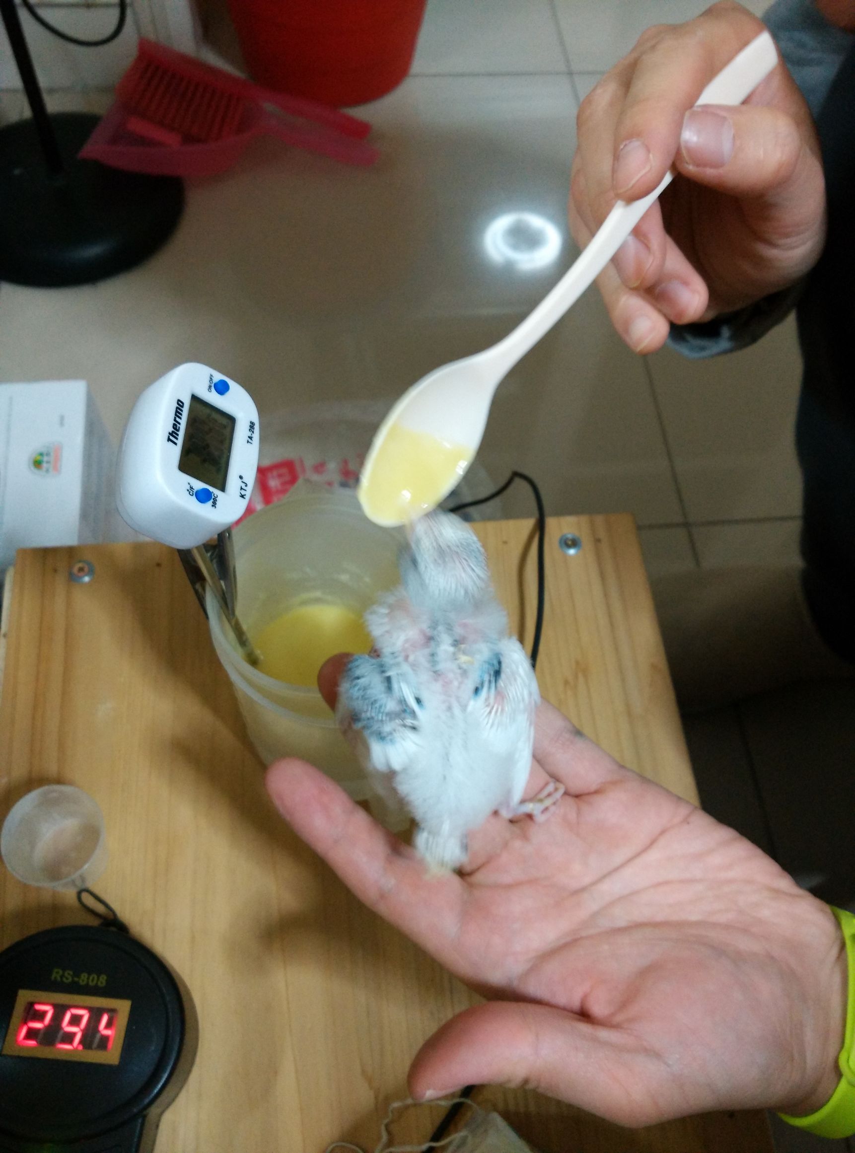 哈根笼子设计,鹦鹉笼设计图