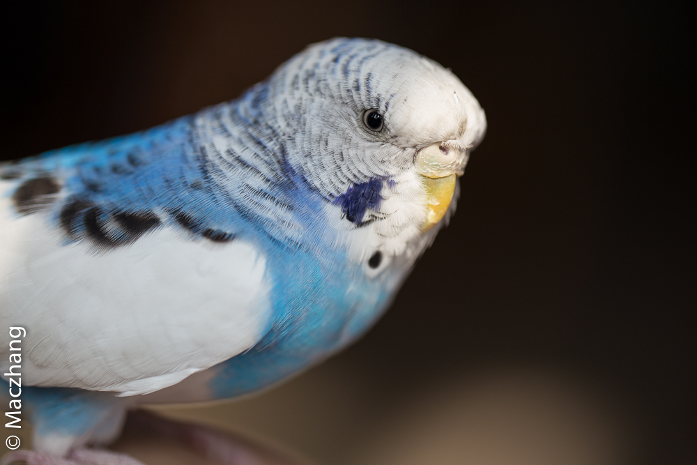 哈根笼子设计,鹦鹉笼设计图