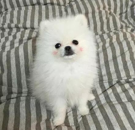 博美嘴巴边缘出血,超级可爱萌博美