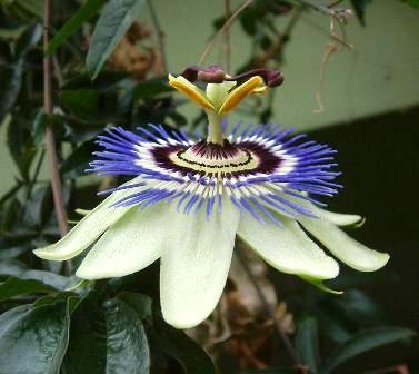 118朵花这个数字有什么寓意,118种花的花语合集图片