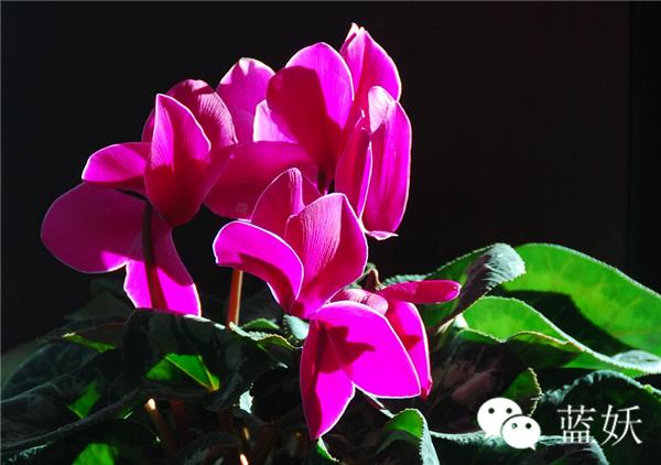 仙客来叶子边缘发黄怎么办,仙客来叶子发黄补救方法