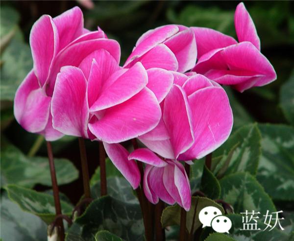 仙客来叶子边缘发黄怎么办,仙客来叶子发黄补救方法