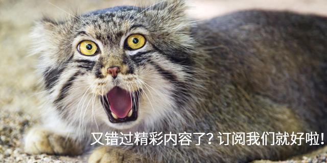 麦穗浓密款假睫毛14mm,睫毛浓密的人适合的假睫毛