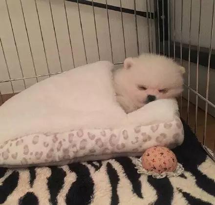 博美嘴巴边缘出血,超级可爱萌博美