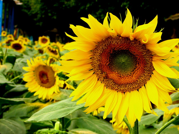 118朵花这个数字有什么寓意,118种花的花语合集图片