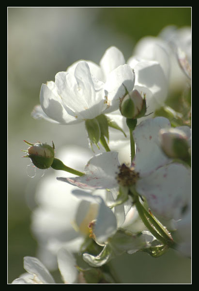 118朵花这个数字有什么寓意,118种花的花语合集图片