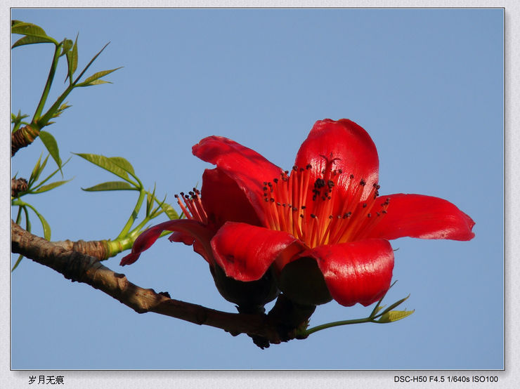 118朵花这个数字有什么寓意,118种花的花语合集图片