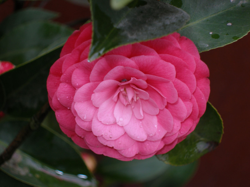 118朵花这个数字有什么寓意,118种花的花语合集图片