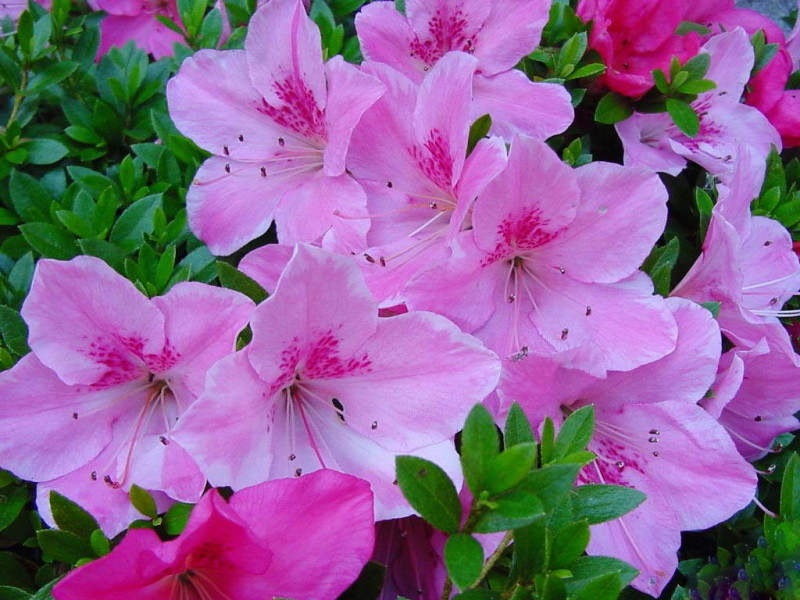 118朵花这个数字有什么寓意,118种花的花语合集图片